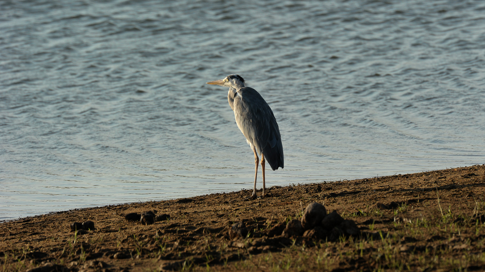 Ardea cinerea cinerea [550 mm, 1/1000 Sek. bei f / 9.0, ISO 800]